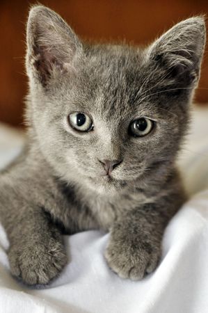 A very nice and young russia catの写真素材