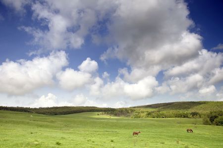 Greenfield with horses and blue sky on a rural placeの写真素材