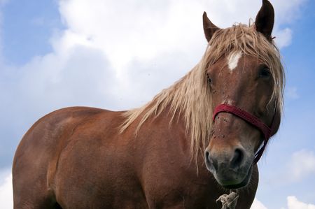 Portrait of a horse with a blue sky aroundの写真素材