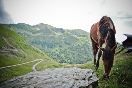 Horse eating grass in the top of the montainの写真素材