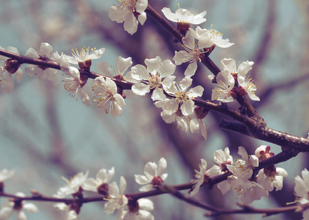 Beautiful Flowers of Blooming Apricot Tree  Selective Focus and split toning の写真素材