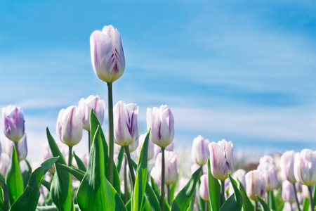 White tulips against the blue sky  Soft focus の写真素材