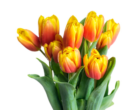 Bouquet of tulips isolated on white background  Selective Focus の写真素材