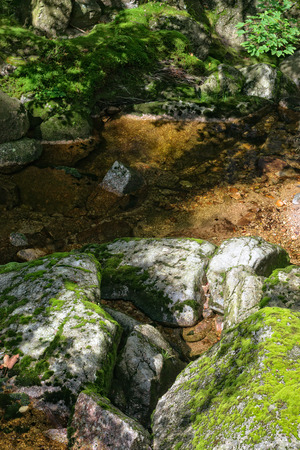 Woodland small river with stones covered with green moss.の写真素材