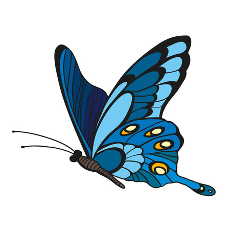 Blue butterfly on white background.のイラスト素材