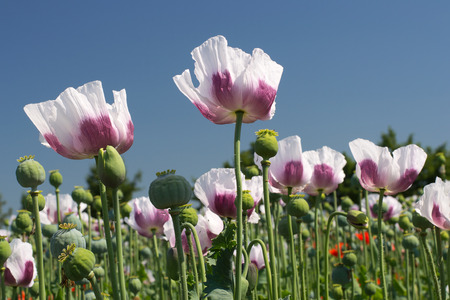 Blossoming opium poppy against blue sky. Beautiful countryside scenery in Czech Republic. Selective focus with shallow DOFの写真素材