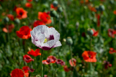 Detail of blooming white opium poppy and red poppies. Selective focus with shallow DOFの写真素材