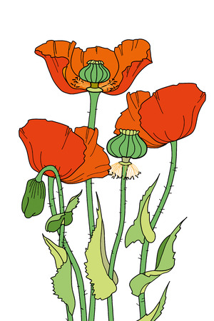 Hand-drawn red poppies. Elegant floral element for design. It can be used for decorating of invitations, greeting cards, decoration for bags, t-shirt, cover.のイラスト素材