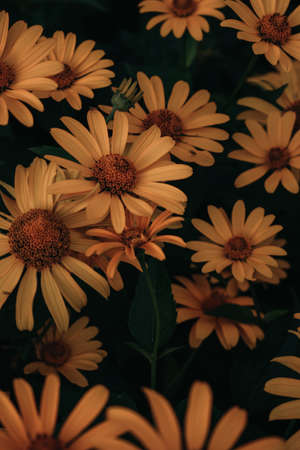 bouquet of bright yellow flowers Heliopsis helianthoides