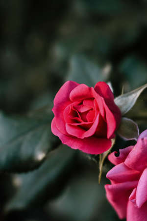 beautiful fresh red shrub rose in macro, framed by the rays of the sun in green foliageの写真素材