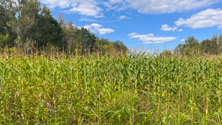 Vibrant cornfield stretches across the landscape with a clear blue sky and fluffy clouds on an...