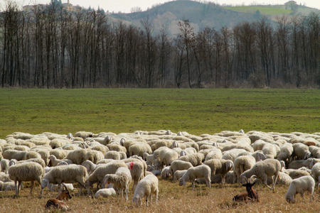 Flock of sheep eating while two goats are keeping watchの写真素材