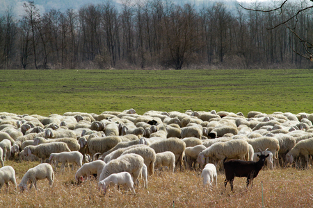 Flock of white sheep with lambs stands guardの写真素材