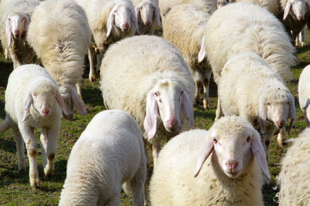 Flock of white sheep walking on the grassの写真素材