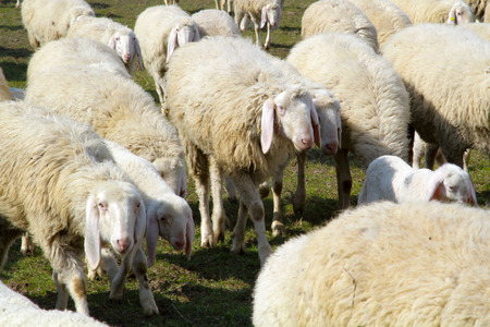 Flock of white sheep walking on the grassの写真素材