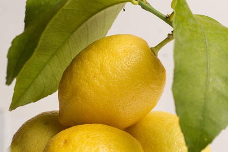 Organic lemons with stem and leaves attached, one lemon on top of 3 other lemonsの写真素材