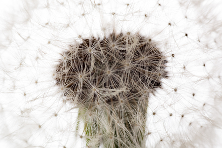 Dandelion detailの写真素材