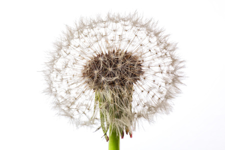 One fluffy dandelion with seeds on white backgroundの写真素材
