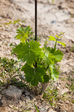 newly planted grape vine with black support rod on chalky groundの写真素材