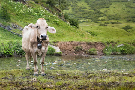 cow wearing bell, standing next to stream in mountainous pasture area, front viewの写真素材
