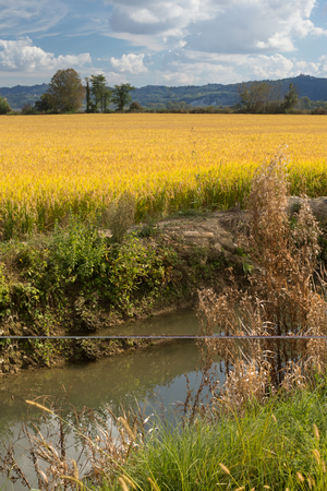 small irrigation canal next to rice field with nearly-mature rice, sky and hills in backgroundの写真素材