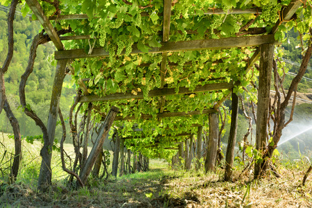 wooden grape arbor supporting vines heavy with green grapes, view from below, mountain vineyardの写真素材