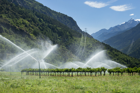 sprinkler system watering mountain vineyard and grape arbor, mountains in backgroundの写真素材