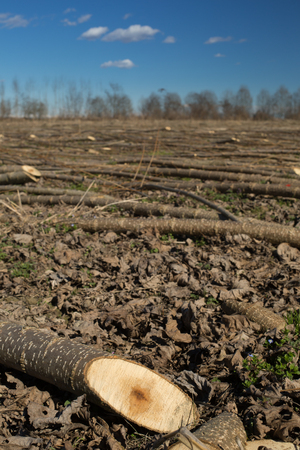 young poplar trees just cutの写真素材
