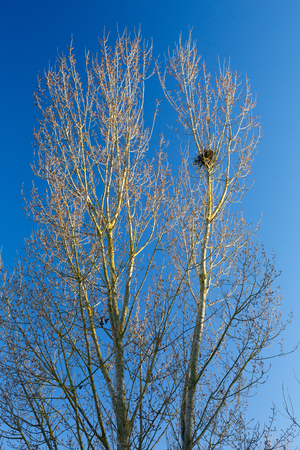 Nest on a tree in early spring, blue skyの写真素材