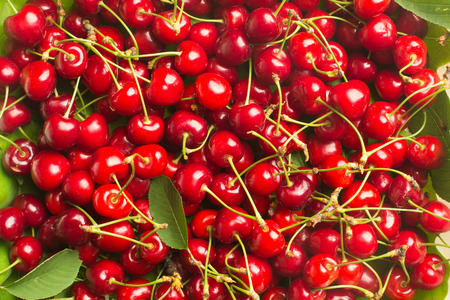 Organic cherries on stems with leavesの写真素材