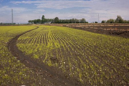 Upland rice, rice grown on dry soil instead of flooded rice paddiesの写真素材