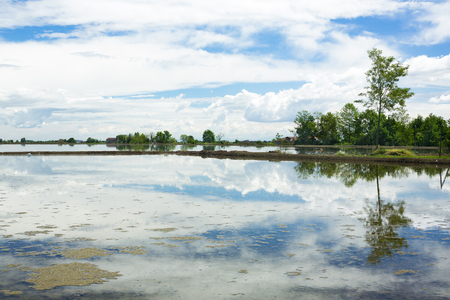 Cloudy sky reflecting into waters of rice fieldsの写真素材