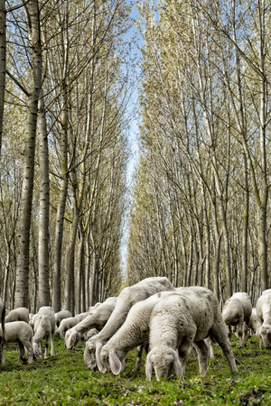 Flock of sheep grazing in a poplar fieldの写真素材