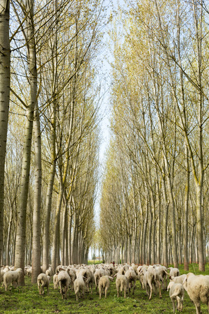 Flock of sheep in a poplar grove running away, taken from the backの写真素材