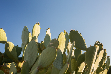 Prickly pear tree against blue skyの写真素材