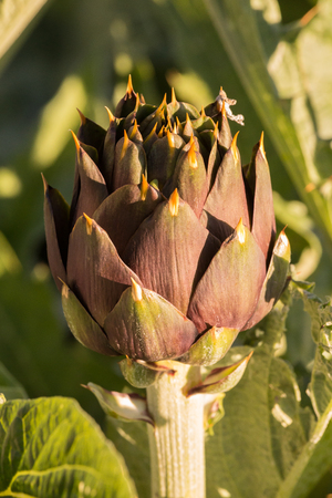 An almost ripe artichoke, closeupの写真素材