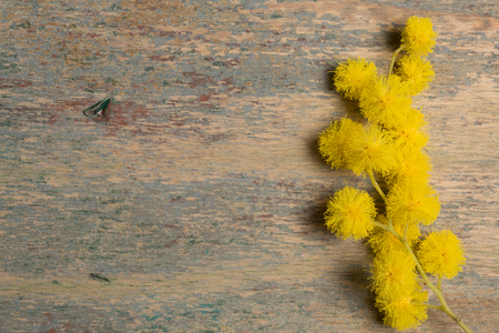 Mimosa flowers on grunge wooden background. old wooden table. Copy space for textの写真素材