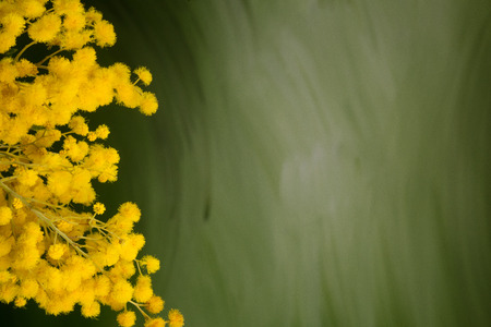 Silver wattle bouquet  against green backround, closeup, copyspaceの写真素材
