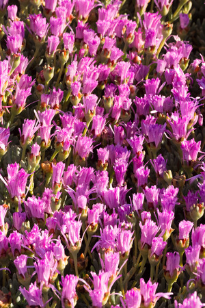 Mesembryanthemum Crystallinum at sunset, flowers open in the morning and close to night, and are insect pollinated.の写真素材
