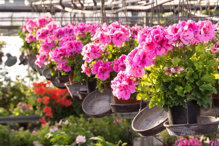 Herbaceous plant belonging to the genus of aromatic geraniums. It does not have any flowery blooms like those of other geraniums, but the beautiful leaves, also variegated and delicately scented with lemon make it very pleasant. The flowers are simple, small and pink.の写真素材