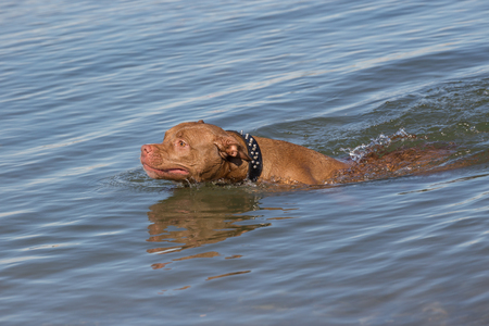 Pit bull swimming in the water, could be a river or sea or a lakeの写真素材