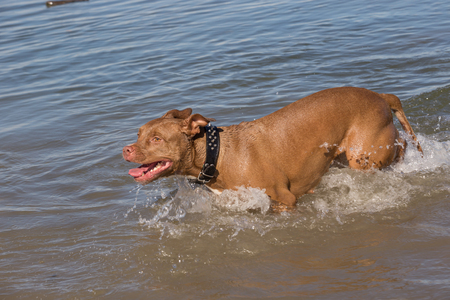 Pit bull walking in the sea. Black leather collar with spike studsの写真素材