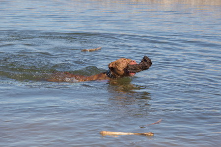 dog carrying a stick to its owner. there are sticks all around himの写真素材