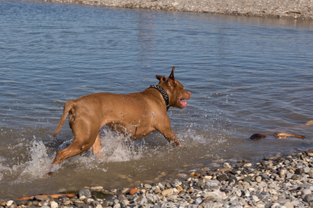 Dog running by the sea making splashes in the water, back viewの写真素材
