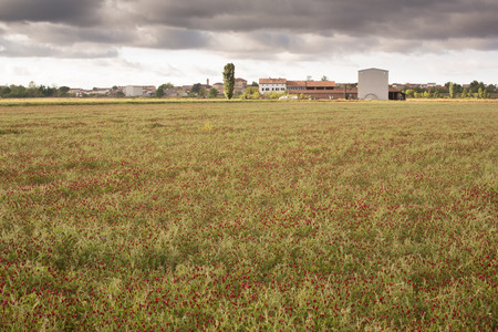 Organic rice field. After the autumn harvest, it can be planted for mulching, which allows the weeds to grow without the need for weedkillers.の写真素材