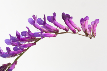 Vicia cracca flower's cultivated for mulching, which allows the rice to grow without the need for weedkillers.の写真素材