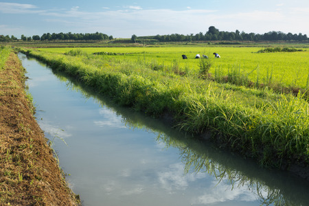 Organic rice field, rice weeders working instead of using weed-killer, Irrigation canal flowing along the rice fieldsの写真素材