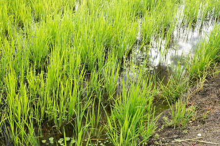 Biological paddy section, recognizable by the weeds that grow along with the riceの写真素材