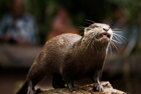 Otter at feeding time in Australia