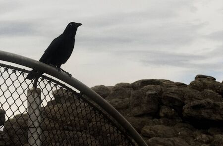 Wild bird crow black clever